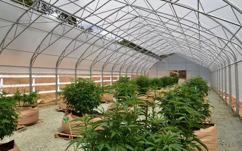 Medical Cannabis Film Greenhouse: menič hry v priemysle