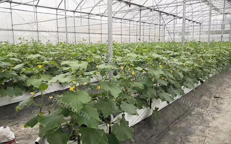 Viacrozsahové skleníky pre poľnohospodárske hydroponické zariadenia