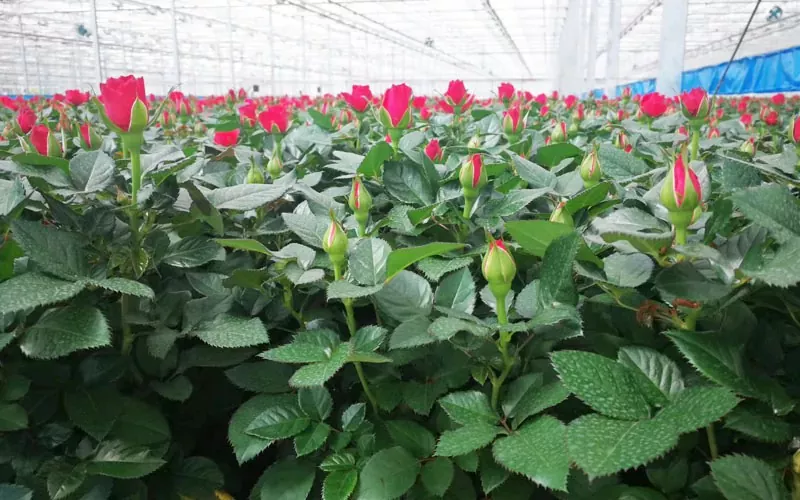 Skleník ruží a tulipánov